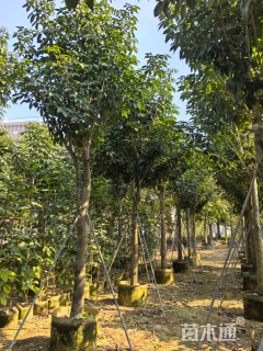 12公分紫花风铃木