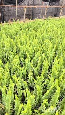 高度40厘米排骨草