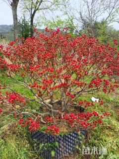 高度80厘米映山红