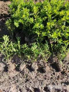 高度30厘米毛鹃