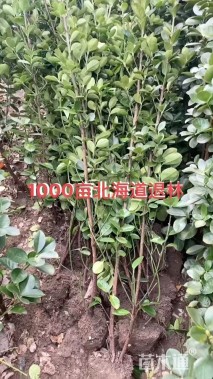 高度80厘米北海道黄杨