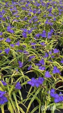 高度20厘米紫露草