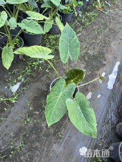 高度50厘米海芋