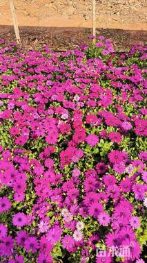 高度20厘米南非万寿菊