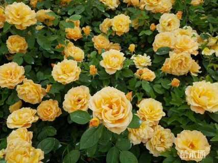 高度30厘米丰花月季