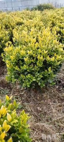 高度100厘米金森女贞