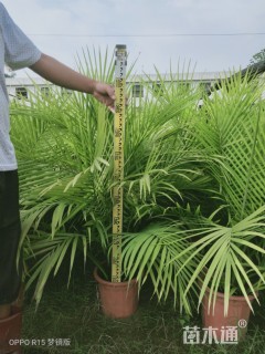裸干高50厘米国王椰子