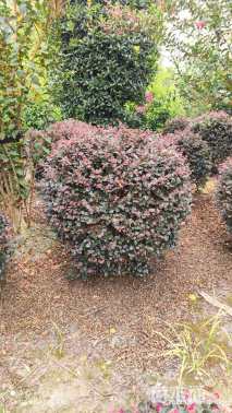 冠幅100厘米红花继木球