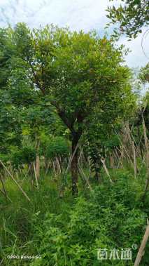 15公分鸡冠刺桐