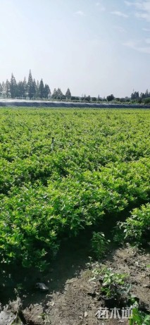 高度45厘米金森女贞小苗