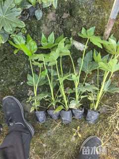 高度50厘米八角金盘小苗