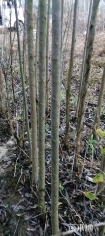 5公分杨树