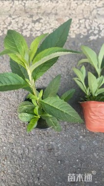 高度15厘米醉鱼草