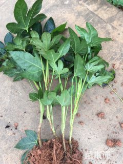 高度25厘米八角金盘小苗