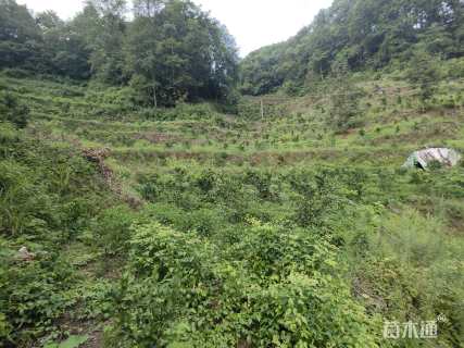 高度150厘米柑橘