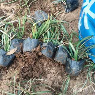 高度15厘米兰花