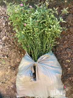 高度20厘米丰花月季