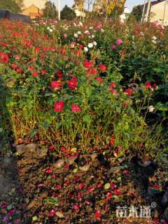 高度30厘米月季