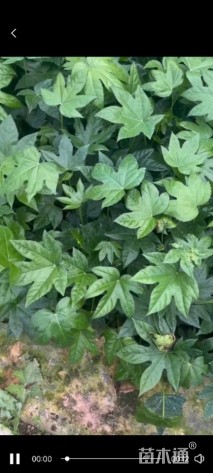 高度20厘米八角金盘小苗