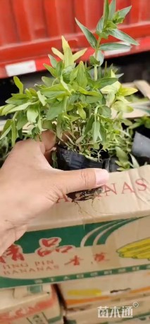 高度20厘米千屈菜