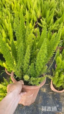 高度40厘米狐尾天门冬