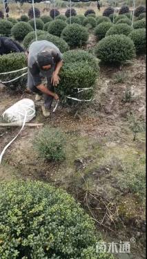 冠幅120厘米龟甲冬青球