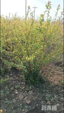 高度150厘米丛生海棠