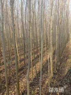 高度400厘米榆树小苗