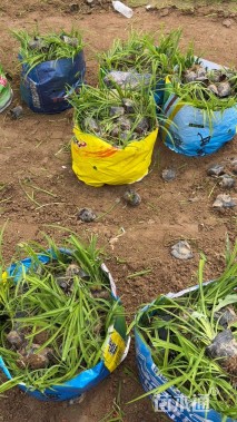 高度25厘米大花萱草