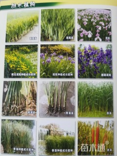 芦苇