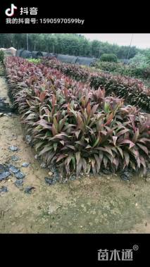 高度20厘米亮叶朱蕉