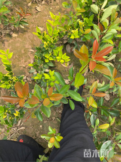 50公分红叶石楠