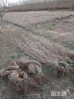 150厘米五叶地锦