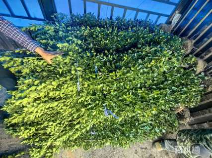 高度220厘米大叶黄杨柱