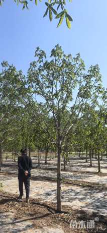 9公分红花七叶树