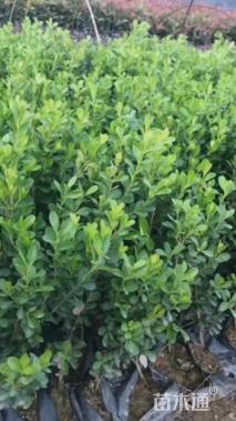 高度20厘米瓜子黄杨