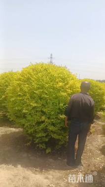 冠幅180厘米亮晶女贞球