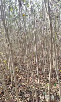 高度250厘米紫荆