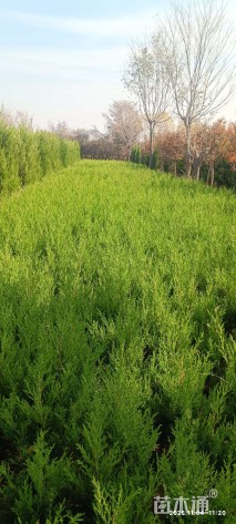 高度180厘米塔柏