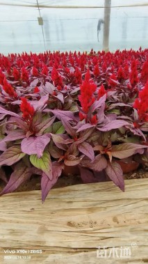 高度25厘米穗状鸡冠花