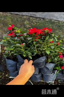 高度10厘米牵牛花