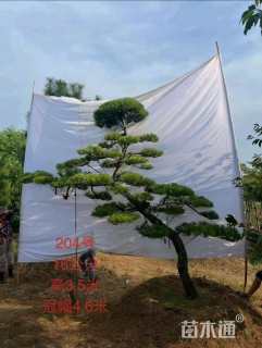 15公分造型黑松