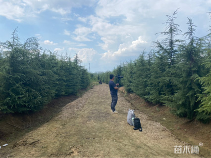 高度400厘米雪松