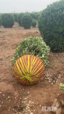 冠幅180厘米大叶黄杨球