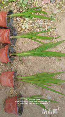 高度20厘米火炬花