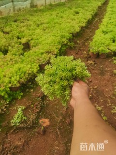 高度35厘米金叶佛甲草