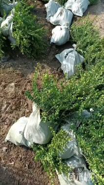 高度25厘米龟甲冬青小苗