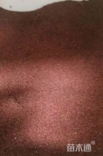 蛇莓种子蛇莓种子