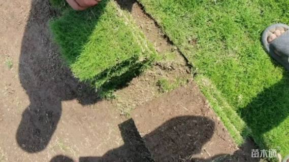 草块状马尼拉草