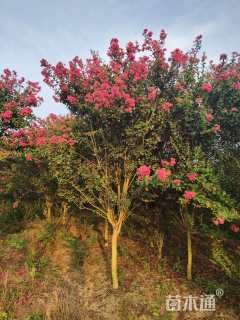 高度350厘米红花紫薇